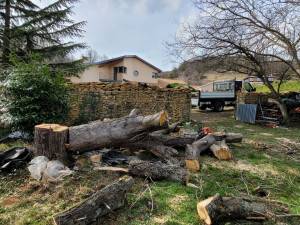 Photo de galerie - Elagage et coupe d'arbres
