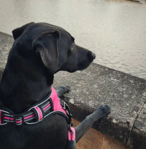 Photo de galerie - J'adore faire de longues promenades et profiter du paysage quand je garde un chien. Les jours de beau temps c'est aussi agréable de courir et jouer avec eux. Je trouve ça important de profiter d'un bon moment en nature.  