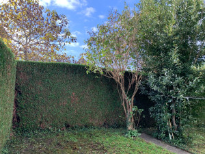 Photo de galerie - Taille de tuya 