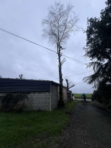 Photo de galerie - Elagage et coupe d'arbres
