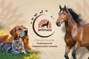 Photo de galerie - Bonjour, 
je propose mes services pour balader vos toutous et nourir vos animaux durant vos absences et selon vos besoins.  J'aime les animaux et aime être à leur côté pour les amuser, les balader , les nourir.  