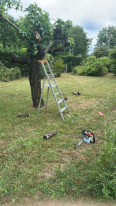 Photo de galerie - Elagage et coupe d'arbres