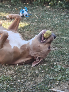 Photo de galerie - Garde chien