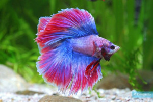 Photo de galerie - Entretien aquarium 
