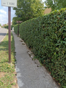 Photo de galerie - Taille de haie