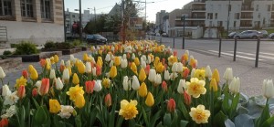 Photo de galerie - Massif tulipe 