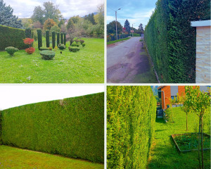 Photo de galerie - Taille de haies et entretien paysagiste. Respectivement, 87, 102 et 147m linéaire avec des hauteurs comprises entre 2,5m et 4m. 