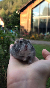 Photo de galerie - Ou encore, venir prendre soin de vos animaux à domicile (sur Strasbourg)