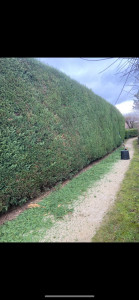 Photo de galerie - Taille de haies et d'arbustes