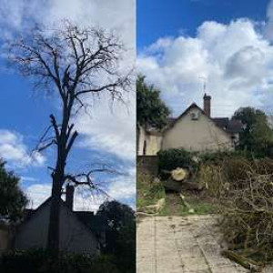 Photo de galerie - Abattage d'arbres olivet