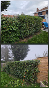 Photo de galerie - Taille de haie 
