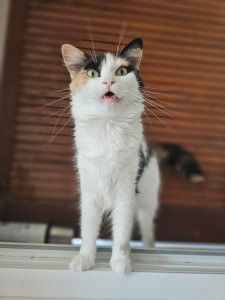 Photo de galerie - Garde chat