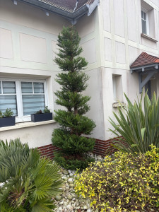 Photo de galerie - Taille de haies et d'arbustes