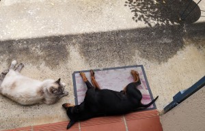 Photo de galerie - Se sont mon chat et mon chien 