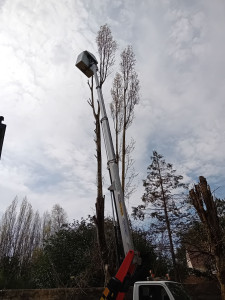 Photo de galerie - Elagage et coupe d'arbres