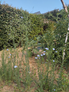 Photo de galerie - Tomates, basilis, poivrons, aubergine, fleurs de lin./ juillet 2026