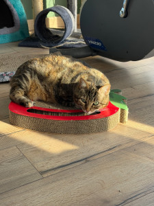 Photo de galerie - Garde de chat