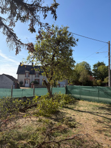 Photo de galerie - Élagage et enlèvement de branches mortes d’un grand  poirier 
