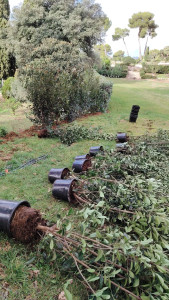 Photo de galerie - Aménagement massif