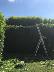 Photo de galerie - Taille de haie pendant 