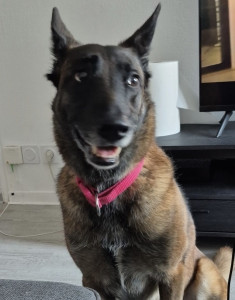 Photo de galerie - Garde d'une adorable chienne malinois de 6 ans Tina