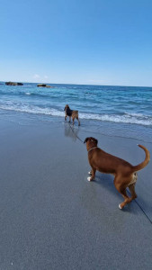 Photo de galerie - Promenade de deux chiens