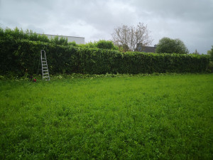Photo de galerie - Taille d'une grande haie, en cours 