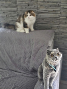 Photo de galerie - Garde chat