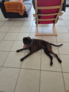 Photo de galerie - Garde chien