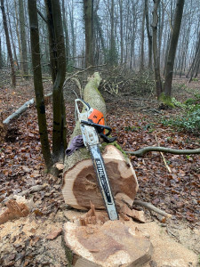 Photo de galerie - Elagage et coupe d'arbres