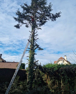Photo de galerie - Abattage d’arbre