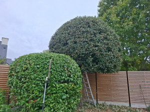Photo de galerie - Tailles d'arbre 