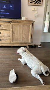 Photo de galerie - Tommy staffie en week end 3 jours 