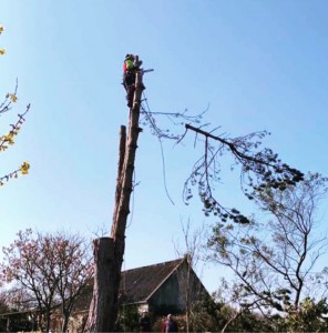 Photo de galerie - Démontage d’un arbre 