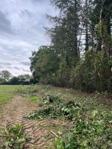 Photo de galerie - Taille de haies et d'arbustes