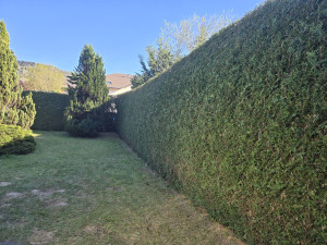 Photo de galerie - Taille la haie