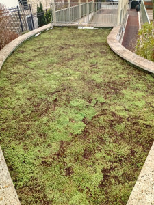 Photo de galerie - Pose de rouleaux sédum FINITION 