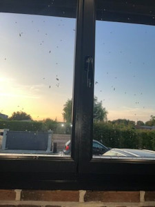 Photo de galerie - Invasion fourmis
