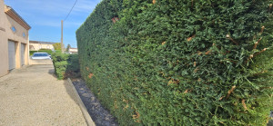 Photo de galerie - Taille de haie 