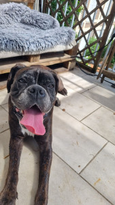 Photo de galerie - Garde chien