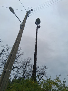 Photo de galerie - Abattage cyprès 