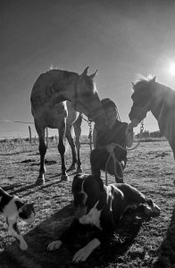 Photo de galerie - Horse and pet sitter 