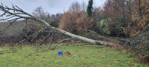 Photo de galerie - Débitage d'arbres, après tempête.  
