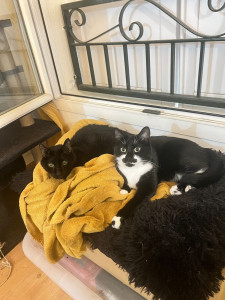 Photo de galerie - Garde chat