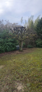 Photo de galerie - Taille 