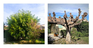 Photo de galerie - Élagage 