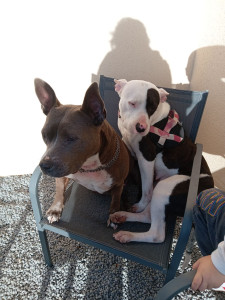 Photo de galerie - Mes louloutes tout droit Venue de la spa 