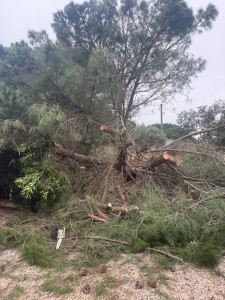 Photo de galerie - Elagage et coupe d'arbres