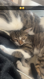 Photo de galerie - Garde de chat