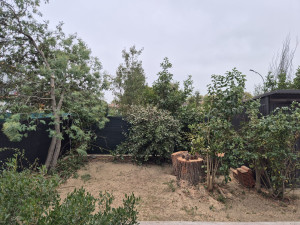 Photo de galerie - Elagage et coupe d'arbres